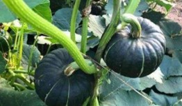 网红劲爆吃瓜图片,劲爆瞬间引爆网络！